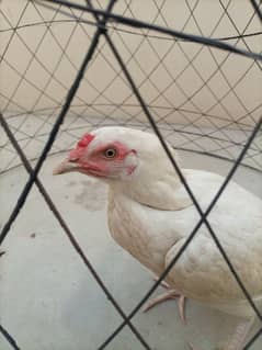 High Quality Paper White Heera Female