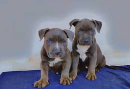 pocket American bully dog puppies available for sale