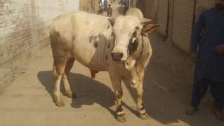 Brahman