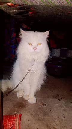 Pure Persian Triple coated male