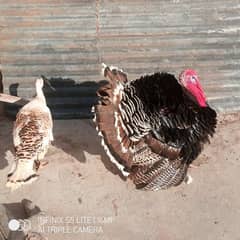 Turkey Breeder pair  for sale