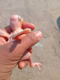 parrot baby