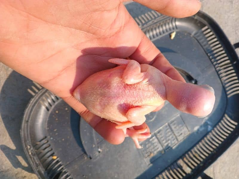 parrot baby 3