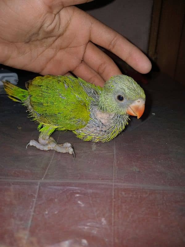 parrot baby 5