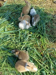 Both male and female rabbits in multiple colors