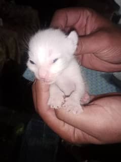 Persian single coat kittens