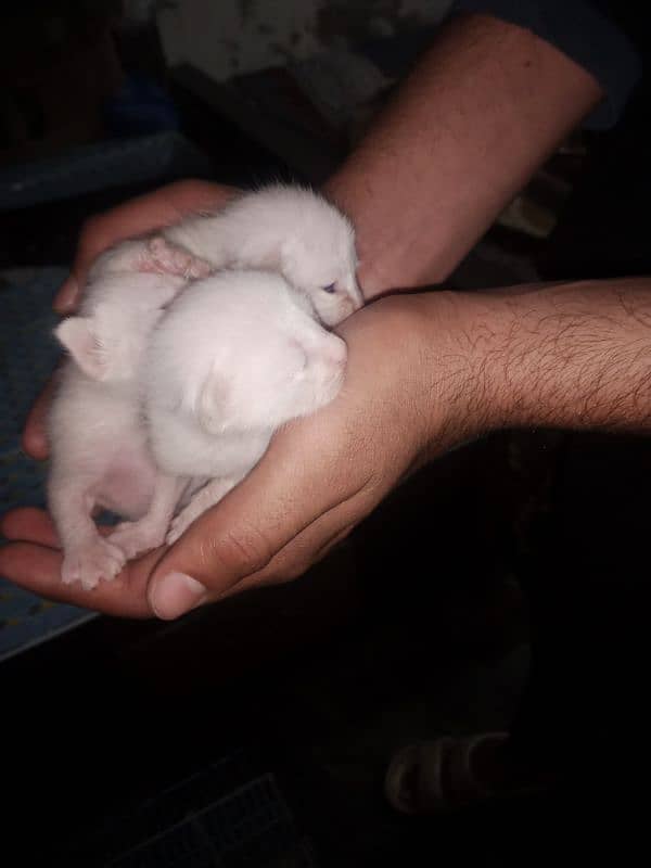 Persian single coat kittens 1