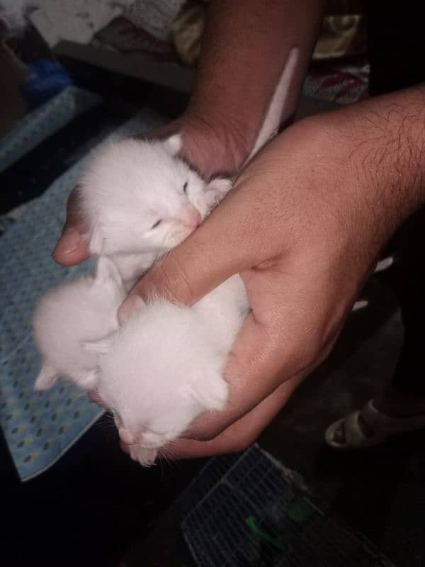 Persian single coat kittens 2