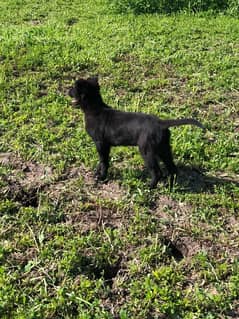 urgent sale black shephered puppy