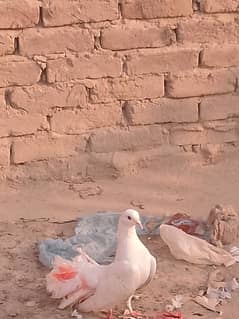 Lucky nasal kabutar pigeons for sale male/female