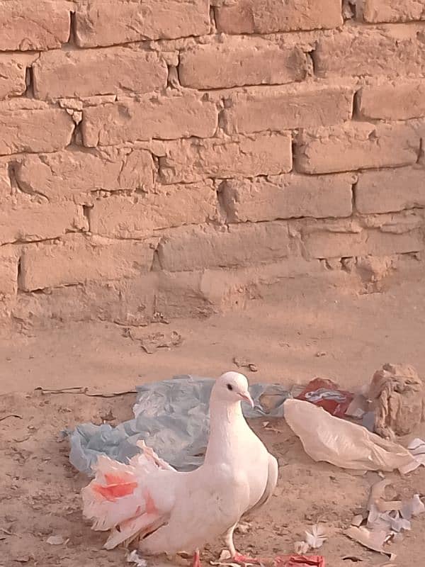 Lucky nasal kabutar pigeons for sale male/female 0