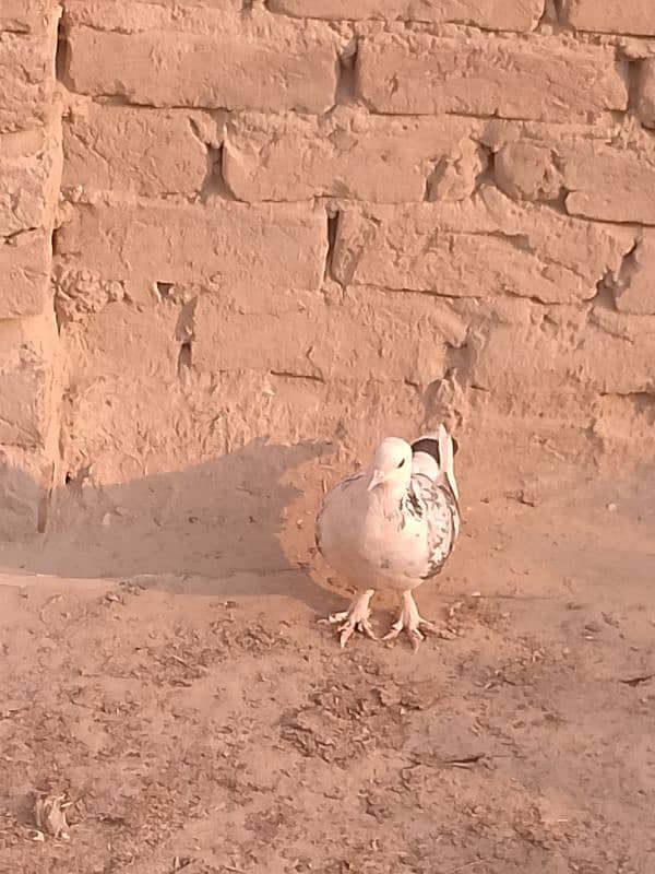 Lucky nasal kabutar pigeons for sale male/female 1