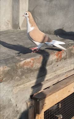 fancy Multani sherazi pigeon