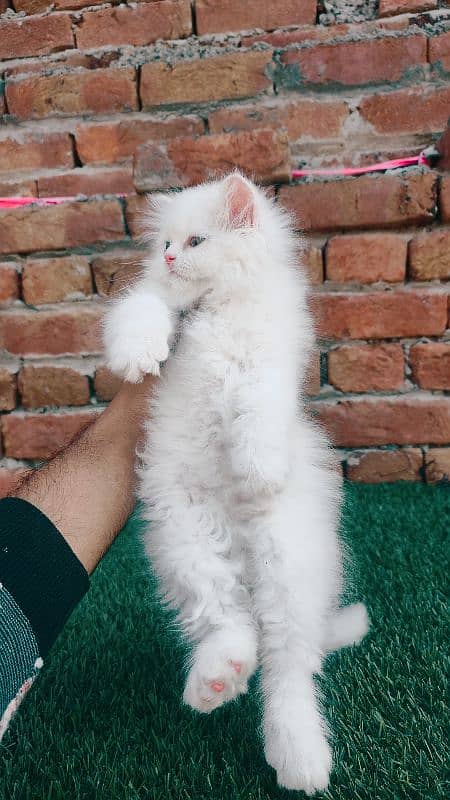 punch face triple coat Persian male kitten 1