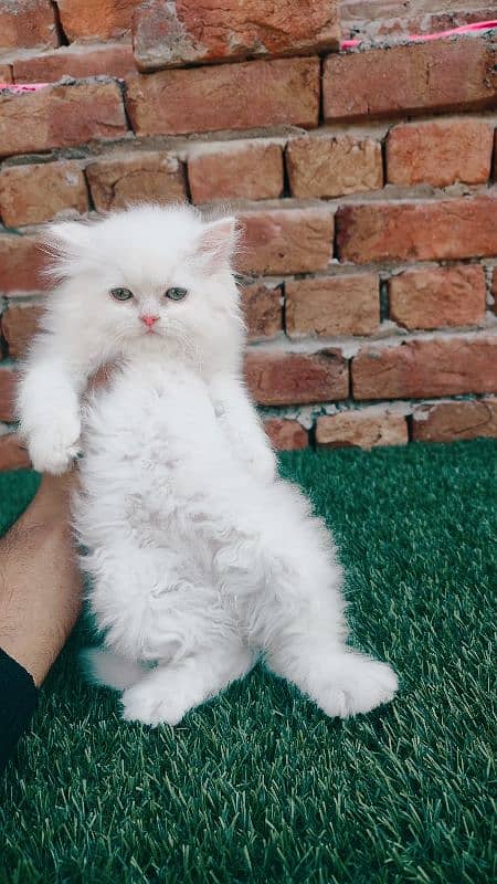 punch face triple coat Persian male kitten 2