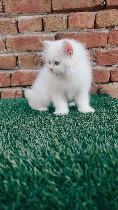 punch face triple coat Persian male kitten 3