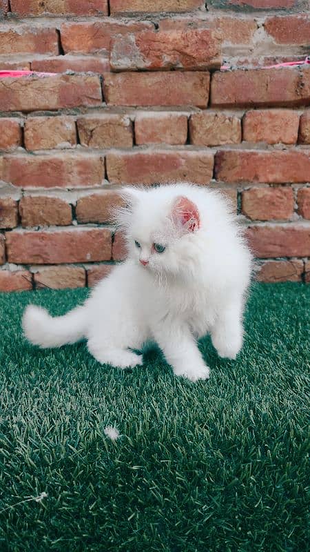 punch face triple coat Persian male kitten 4