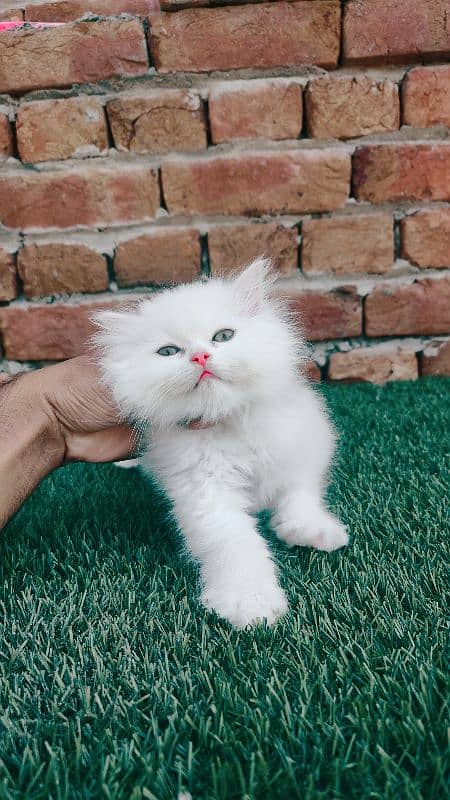 punch face triple coat Persian male kitten 6