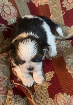 shihtzu male pups /toy breed /available for sale