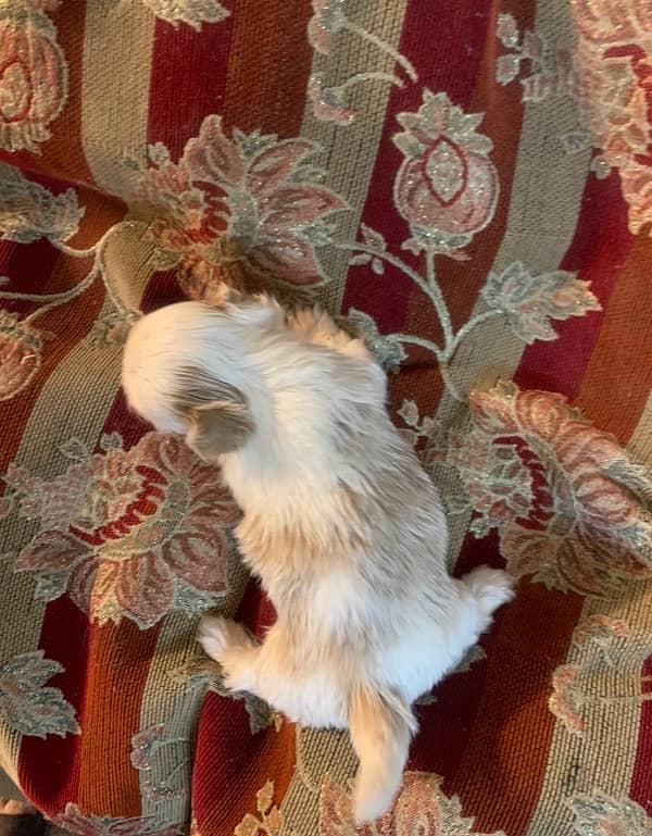 shihtzu male pups /toy breed /available for sale 1