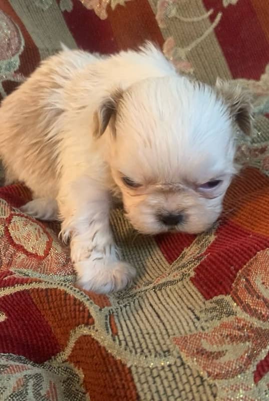 shihtzu male pups /toy breed /available for sale 2