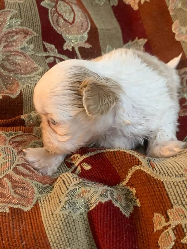 shihtzu male pups /toy breed /available for sale 5