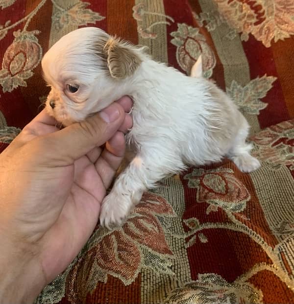 shihtzu male pups /toy breed /available for sale 6