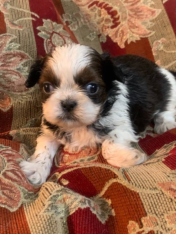 shihtzu male pups /toy breed /available for sale 7