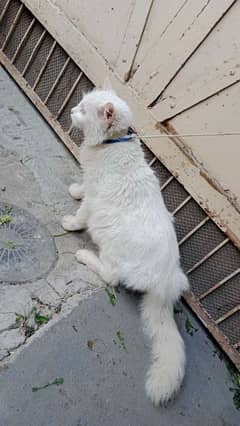 Persian cat triple coat