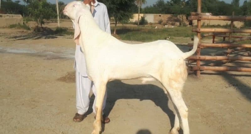 desi bakra for sale call me 03424065968 0