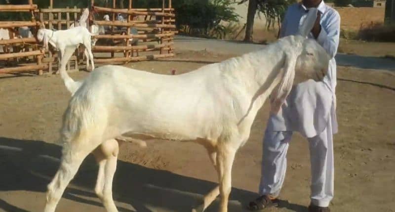 desi bakra for sale call me 03424065968 1