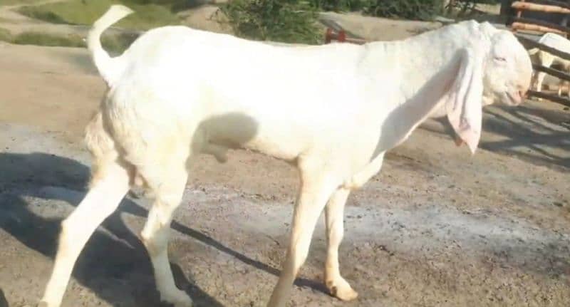 desi bakra for sale call me 03424065968 2