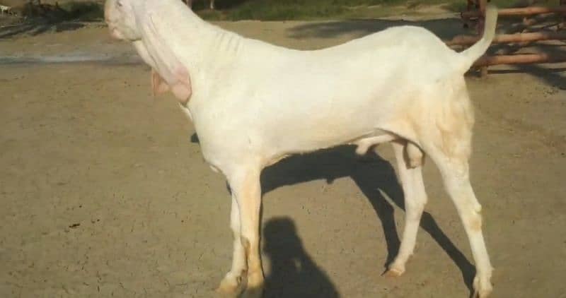 desi bakra for sale call me 03424065968 3