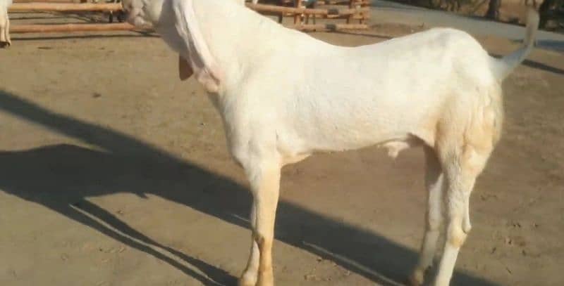 desi bakra for sale call me 03424065968 4