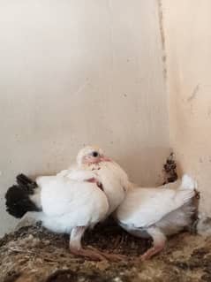 Lucky pigeons chicks pair