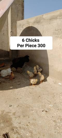 Hens For Sale All Birds For Sale