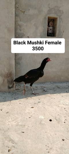 Hen For Sale