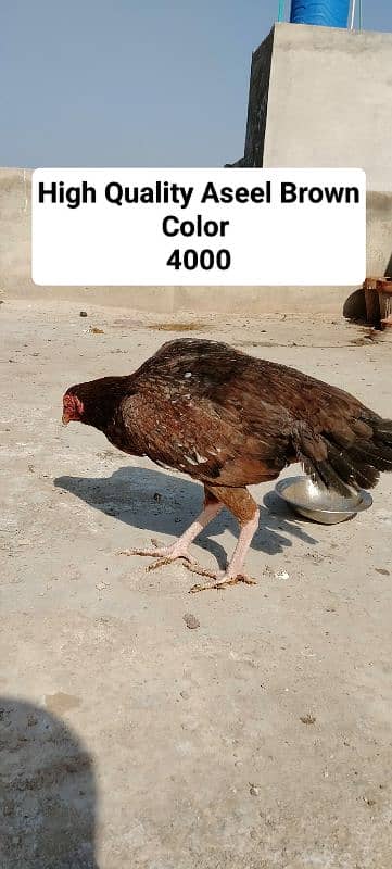 Hens For Sale All Birds For Sale 3