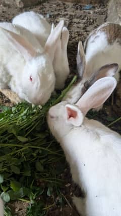 Rabbit Breeding setup