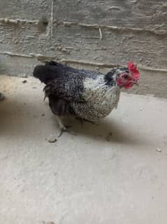 Active and egg laying hens Golden misri hen