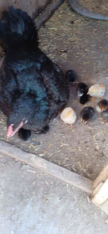 pure Aseel chicks available at very affordable price 6