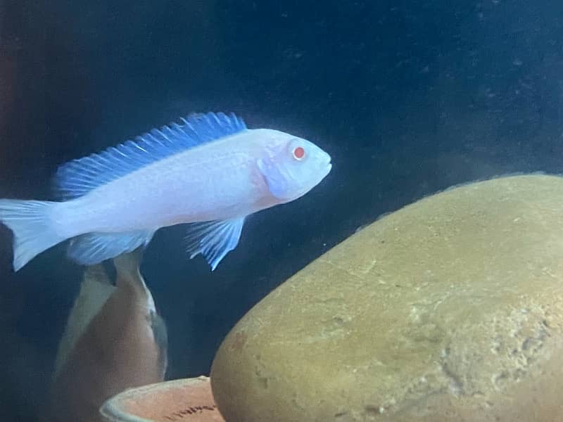 Tiger Oscar, Cichild, Polar Blue Parrot, Betta 4