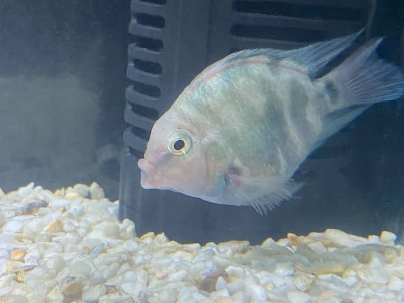 Tiger Oscar, Cichild, Polar Blue Parrot, Betta 5