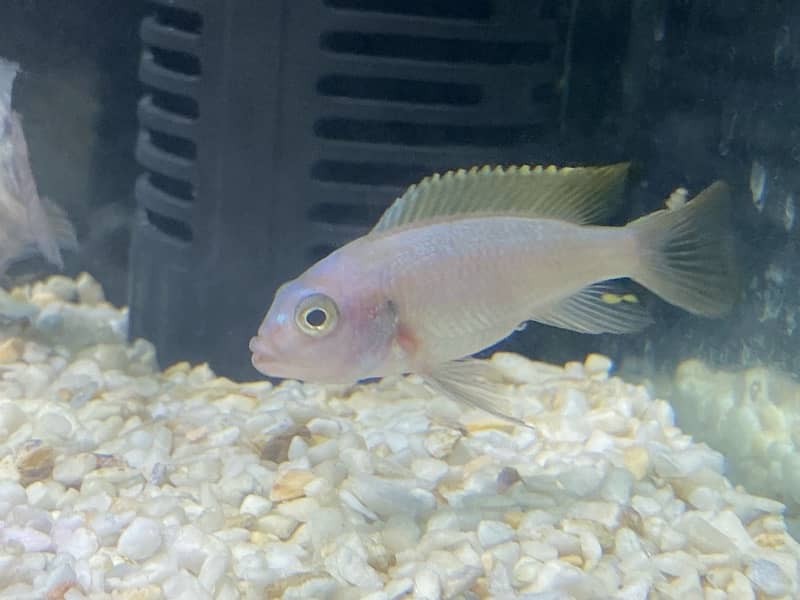 Tiger Oscar, Cichild, Polar Blue Parrot, Betta 6