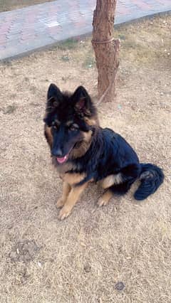 7 months beautiful long coat black mask female available