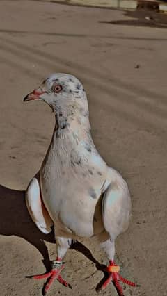 hand tame pigeon