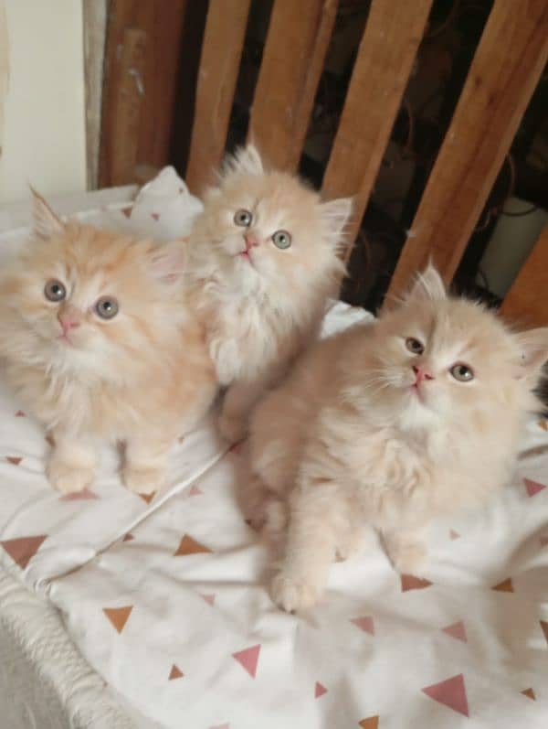 Persian kittens 0