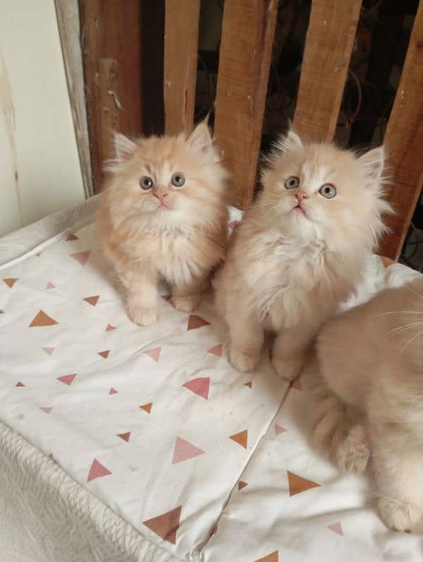 Persian kittens 1