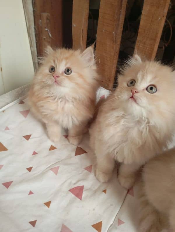 Persian kittens 2