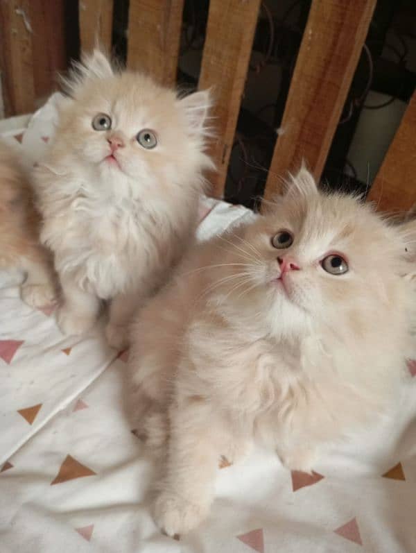 Persian kittens 3